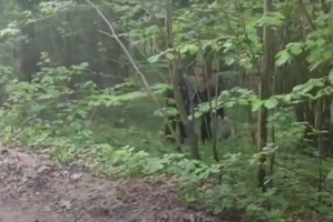В Лепельском районе спасатели помогли выйти из леса заблудившейся женщине