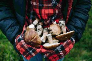 3 октября отмечается Международный день грибника