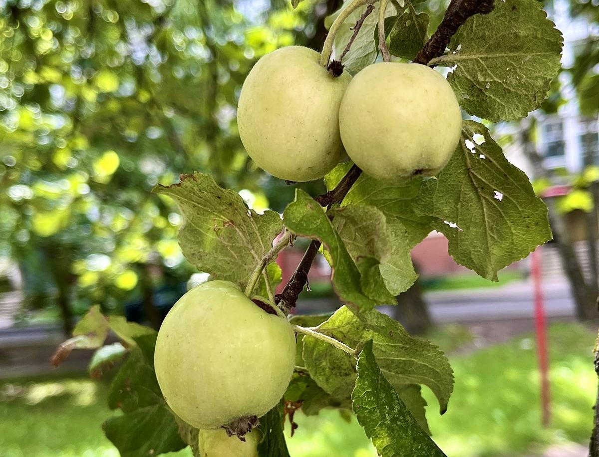 Нашли в витебских дворах плодоносящие яблони. Рассказываем, кто их мог посадить и зачем там растут