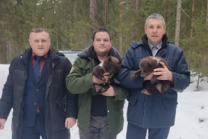 Медвежат в возрасте 1-1,5 месяца нашли в лесу в Витебском районе