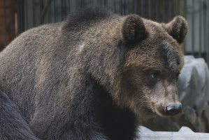 Новый просторный вольер появился в Витебском зоопарке у медведиц Дуни и Глаши