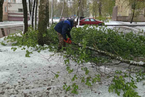 Коммунальные работники распиливают и убирают поваленные деревья на дворовых территориях, в парках и скверах Витебска