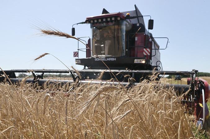 В Беларуси убрали более 40% площадей зерновых и зернобобовых культур