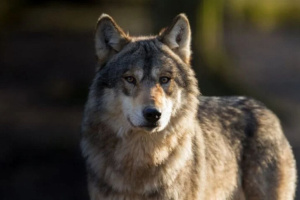 В Витебске организовано патрулирование из-за обращений о диком животном – предположительно волке