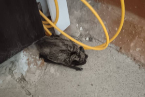 В витебской многоэтажке обнаружили летучую мышь