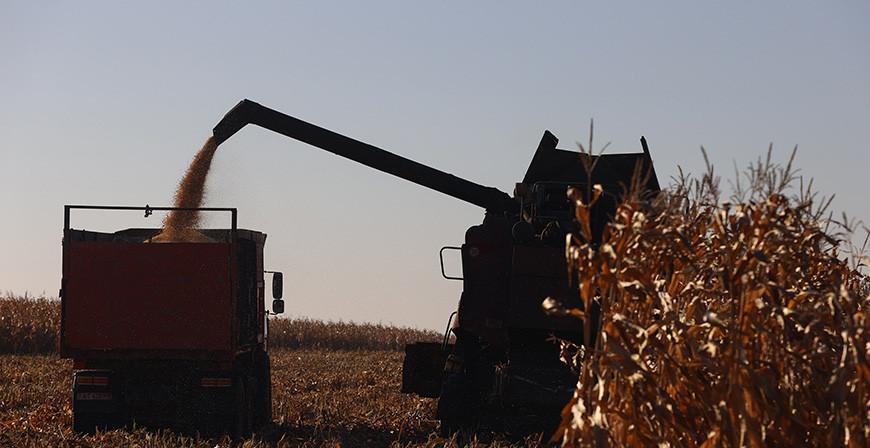 Лукашенко о предстоящей уборке кукурузы: можем получить еще два миллиона тонн зерна