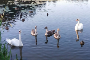 Витебская область выполнила госпрограмму по экологии: итоги 2025 года и планы на 2026