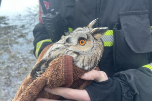 В Витебской области спасли ушастую сову
