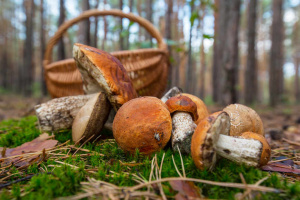 57 случаев отравлений грибами зарегистрировано в Беларуси: специалисты рассказали, как обезопасить себя