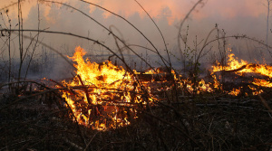 Шесть лесных пожаров потушены в Беларуси за сутки