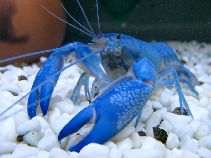 голубые австралийские раки
