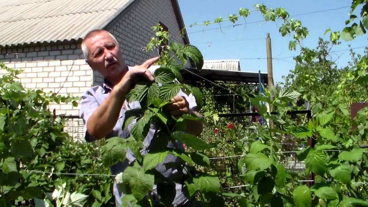 какие работы проводятся с малинником весной какие работы проводятся с малинником весной