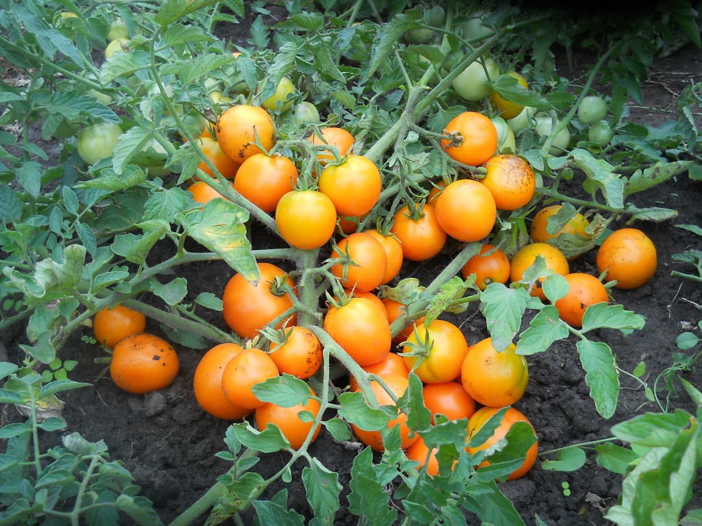 Низкорослые томаты (высота растения до 80 сантиметров)