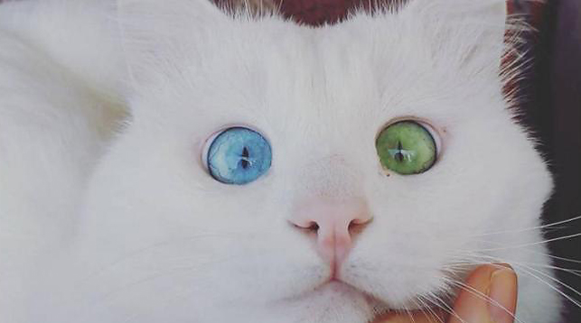 Самым красивым котом в мире стал белоснежный питомец по кличке Алош
