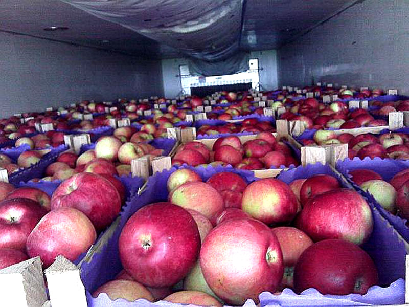 Витебские таможеники изъяли 100 тонн контрабандных яблок