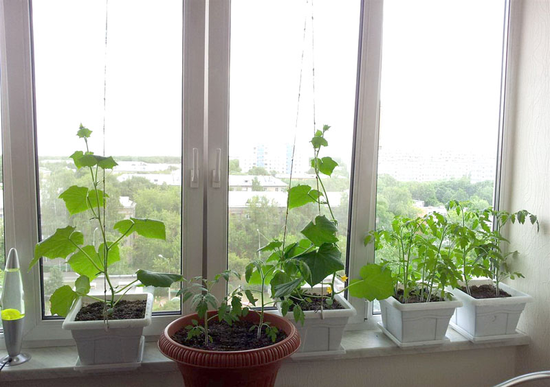 выращиваем огурцы на балконе