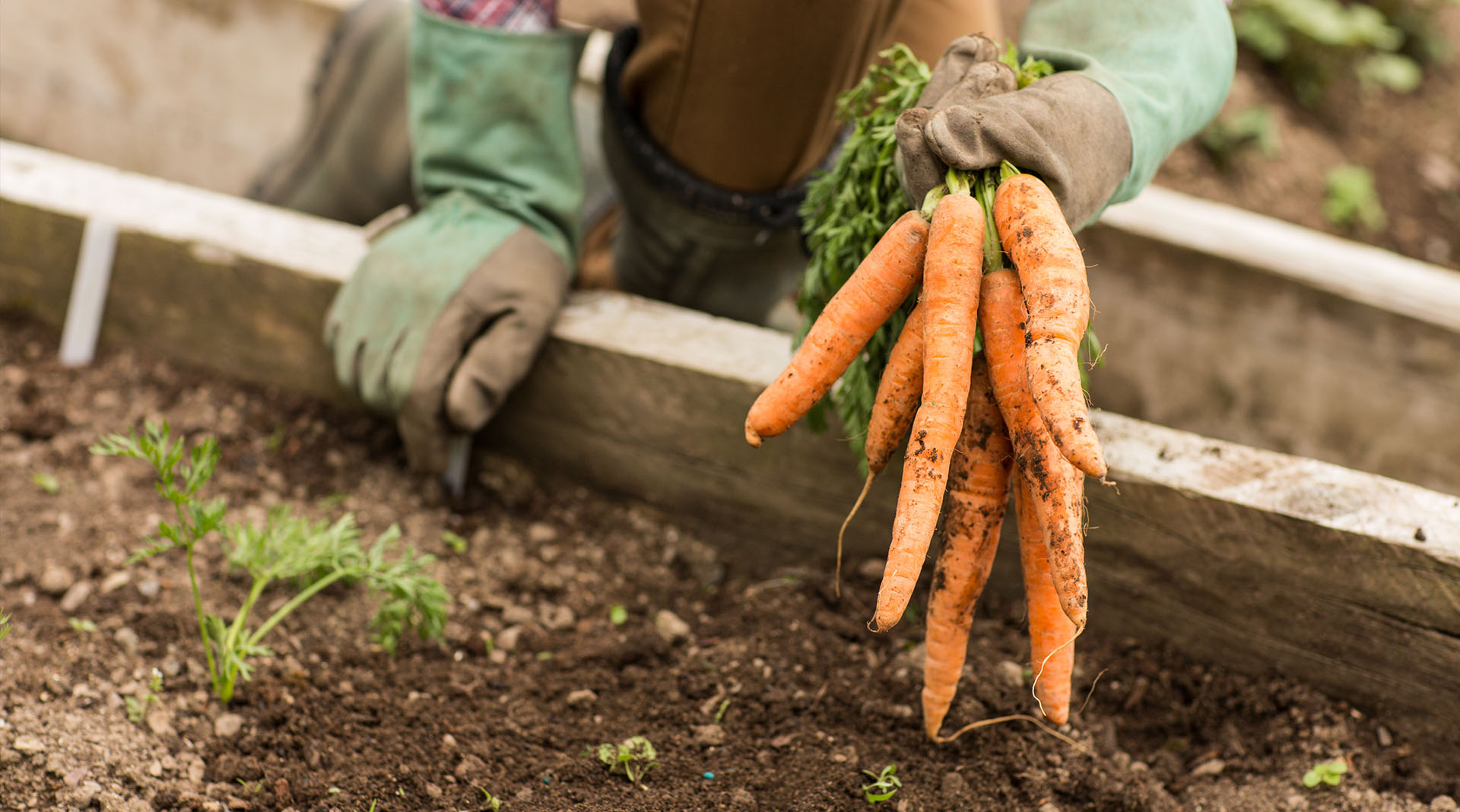 Морковь. Основные секреты выращивания